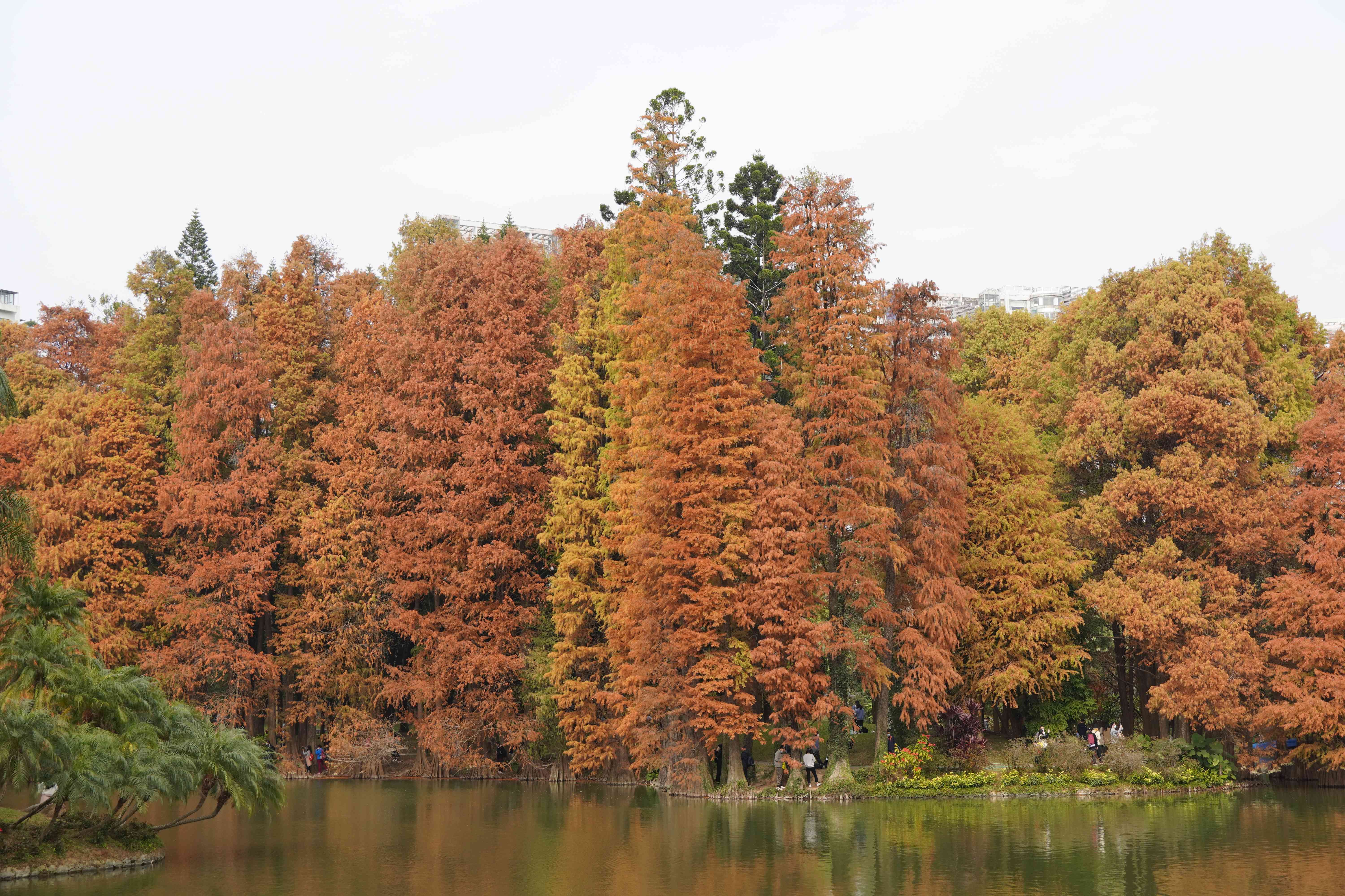 落羽杉以“紅裝”扮靚植物園，美不勝收。王雅蝶 攝