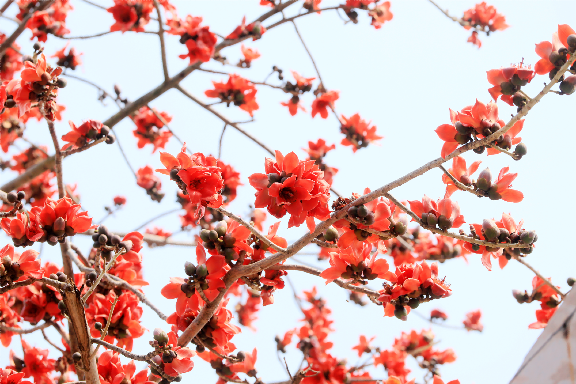 在廣州市增城區(qū)金河灣廣場，木棉花開，滿目所及皆是春日美好。孫毅強 攝