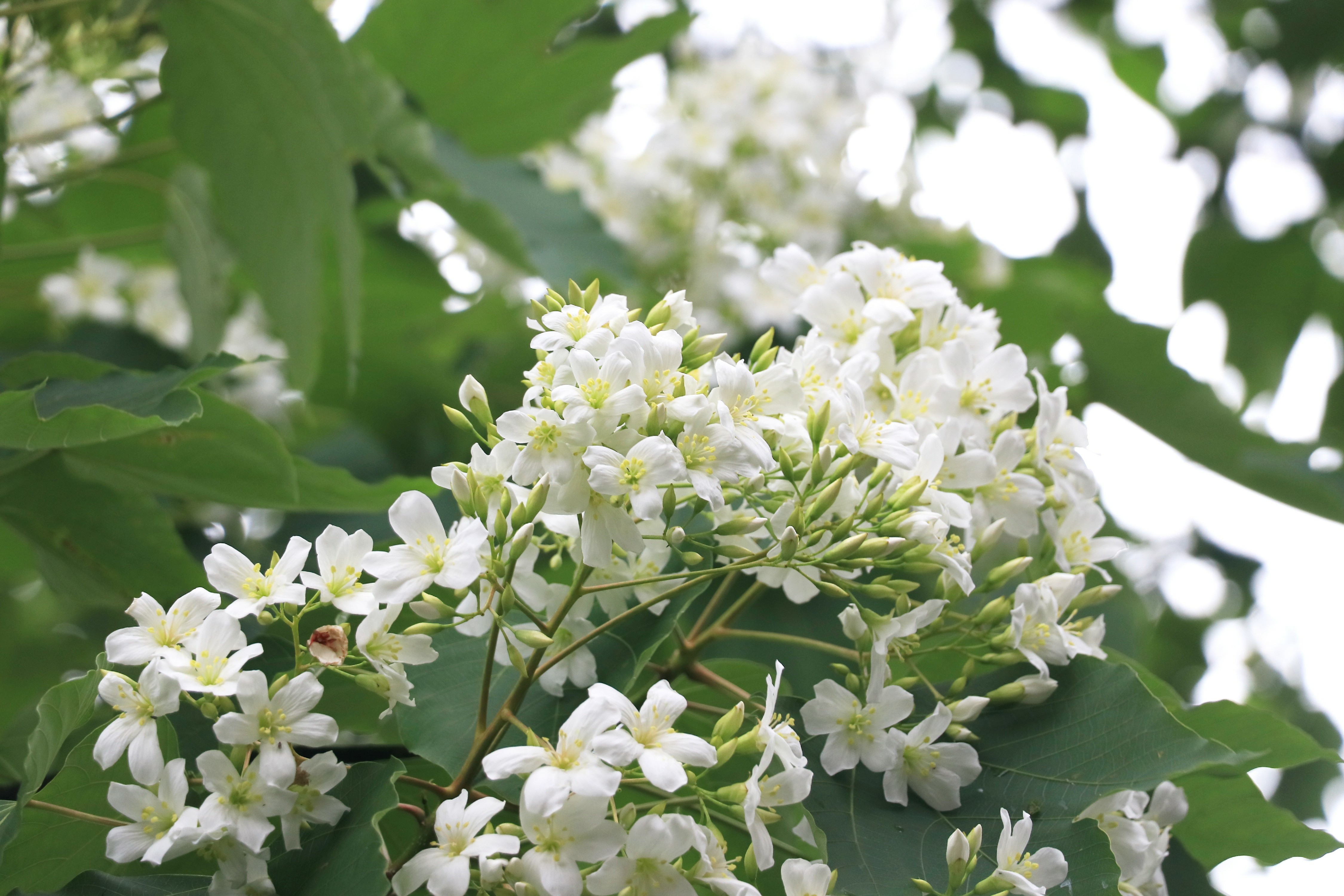 油桐花一簇簇在枝頭綻放。施悅謀 攝