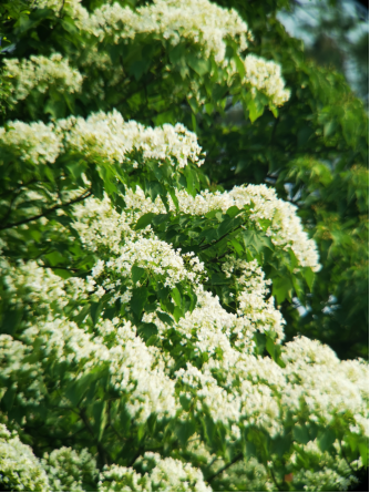 隨風(fēng)舞動的油桐花。施悅謀 攝