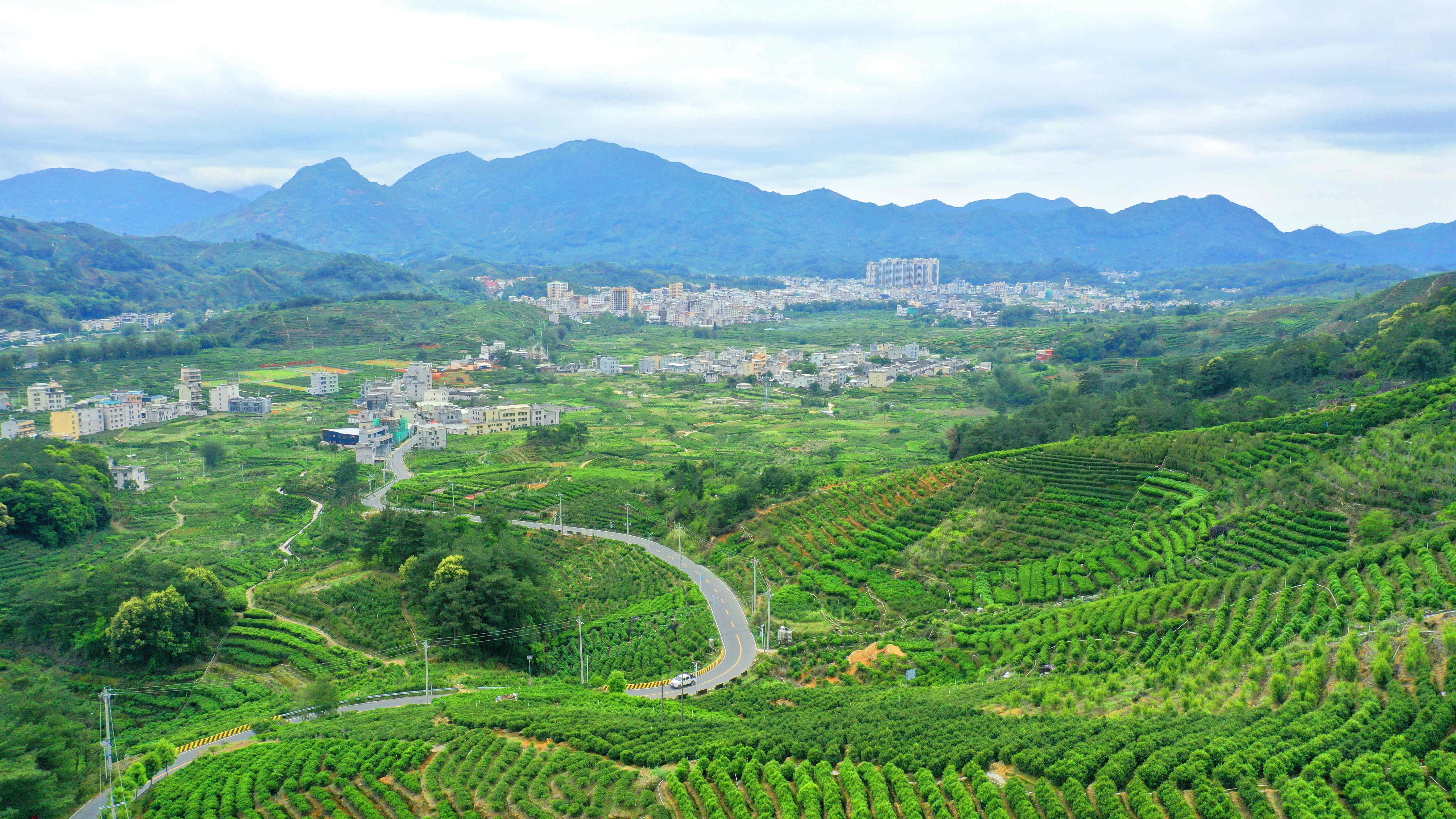 潮州市鳳凰鎮(zhèn)福北村茶園風(fēng)光。林奕波 攝