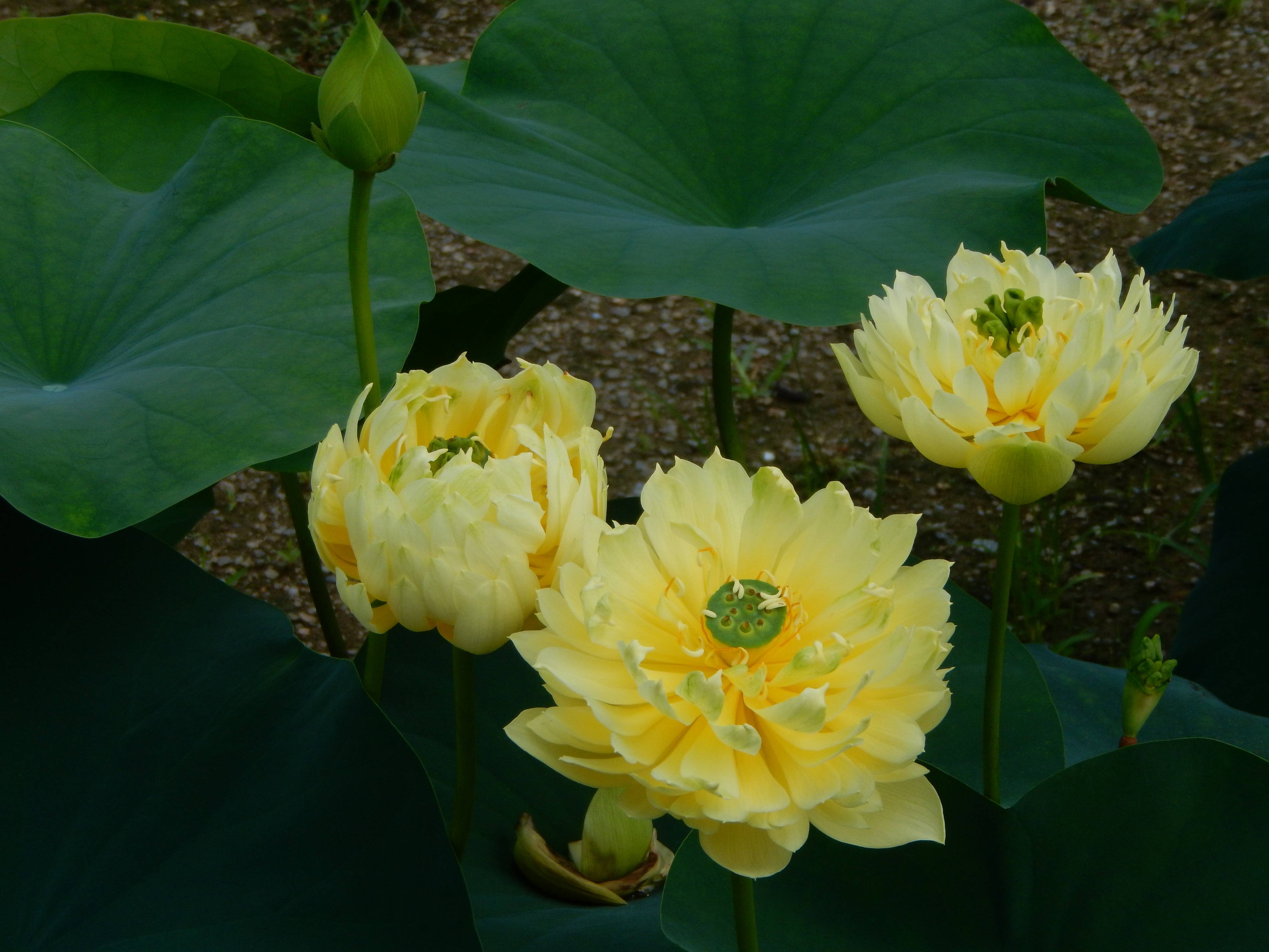 三朵“林亭春靄”相繼綻放。廣州蓮花山旅游區(qū)供圖