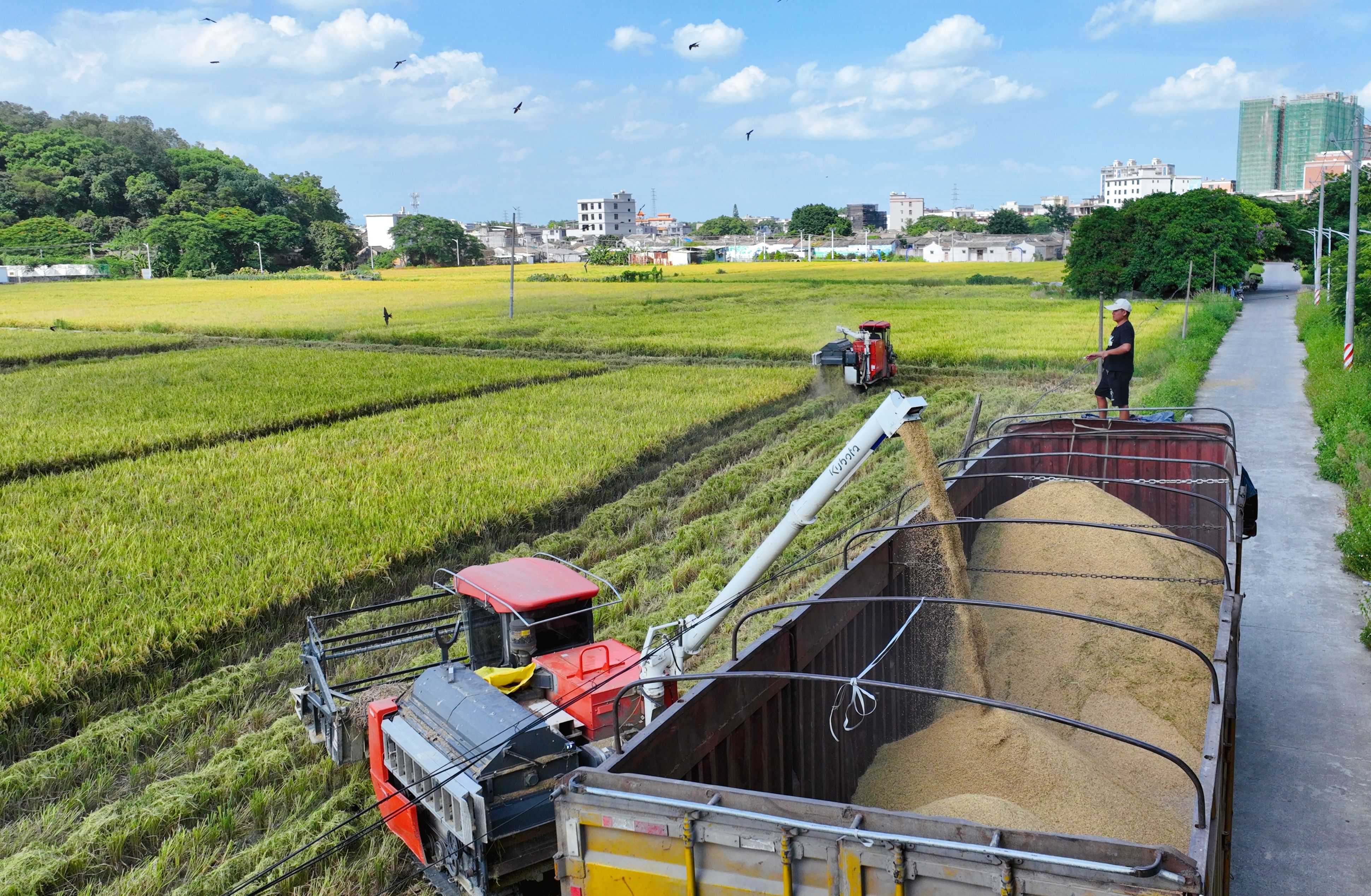 在廣東省揭陽市南溪鎮(zhèn)鐘堂村水田邊，稻谷傾瀉而出。楊小琪 攝