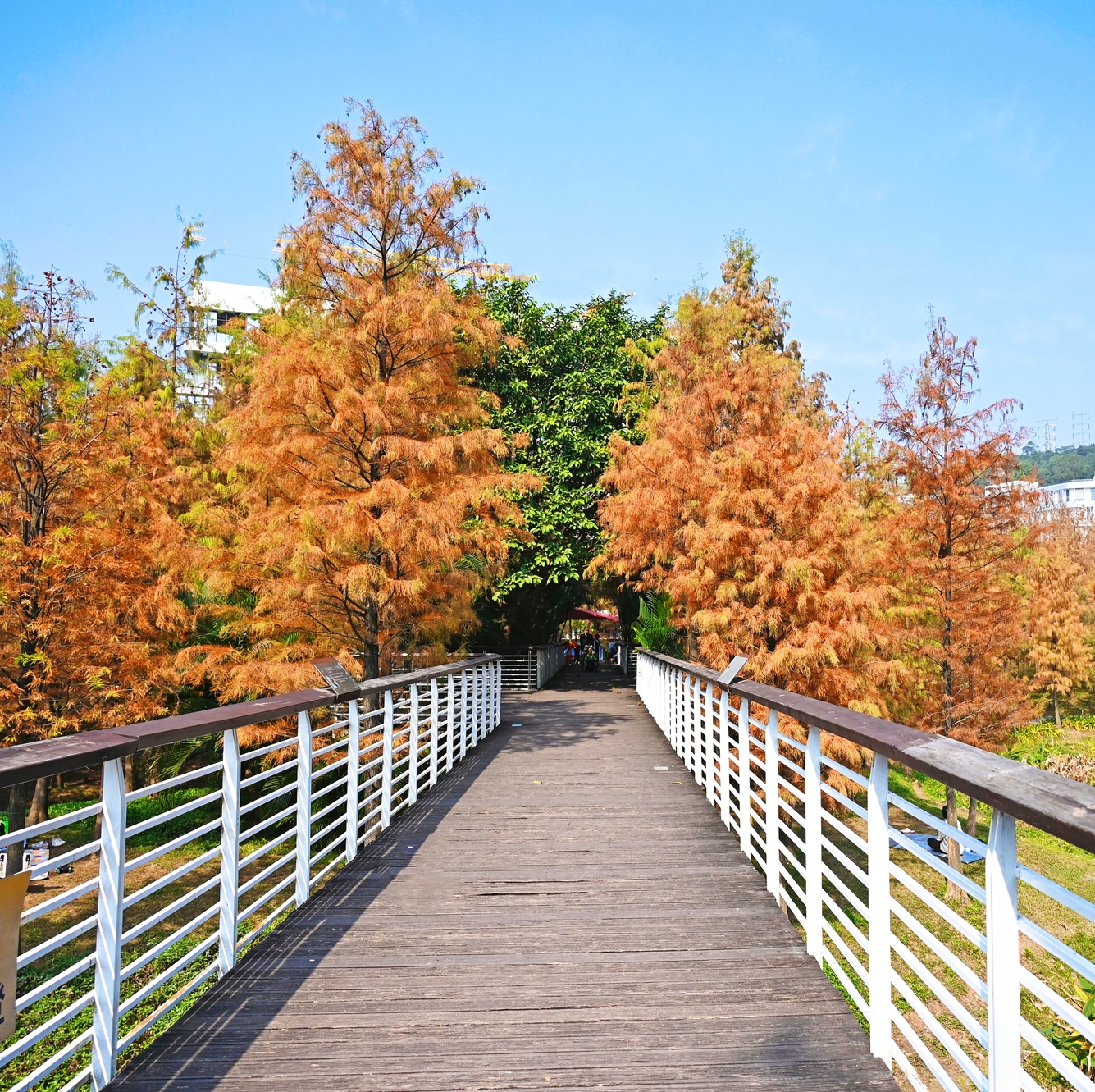 天河濕地公園。落羽杉錯(cuò)落有致，蔚然成林。何小茹攝