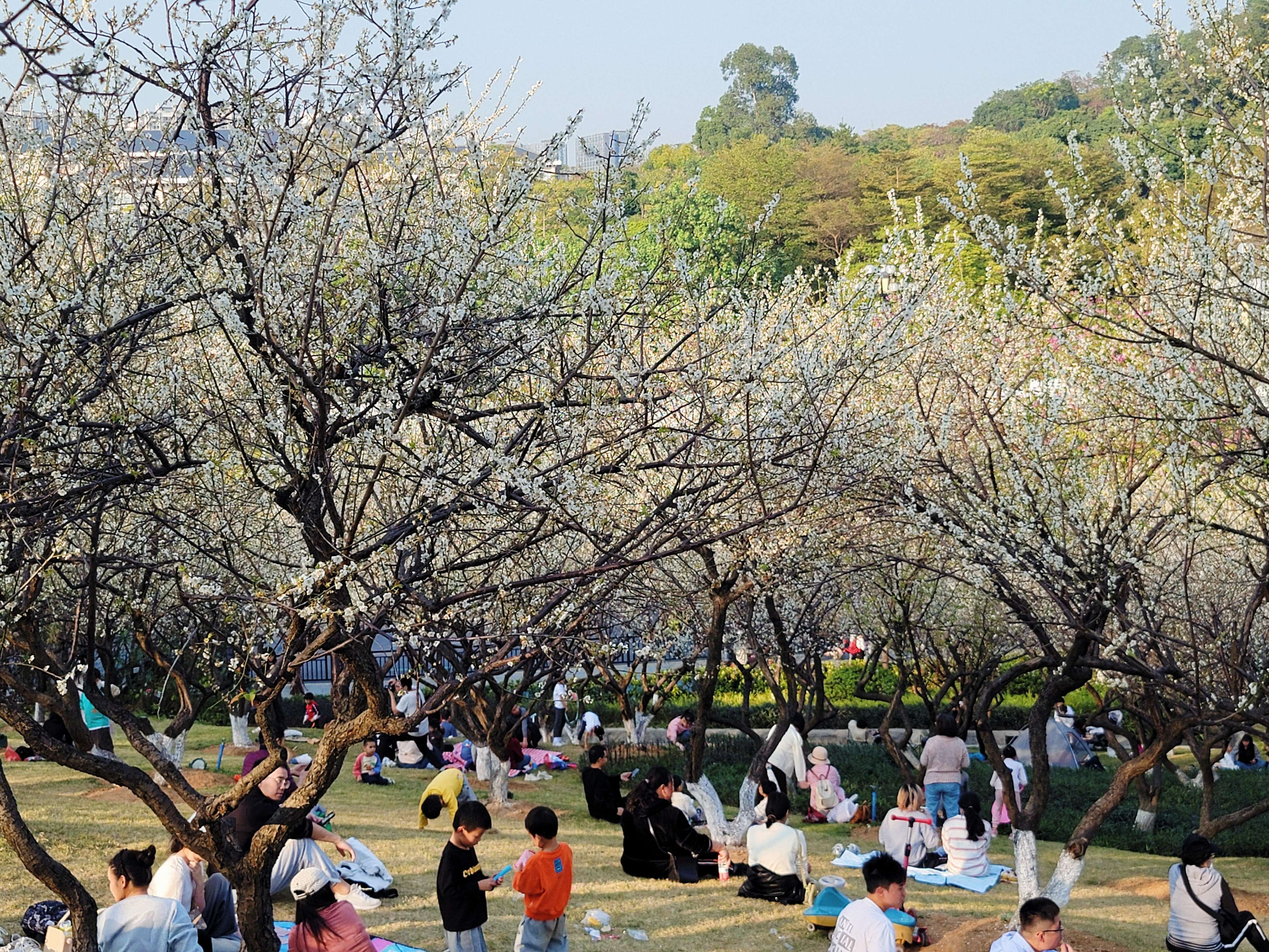 蘿崗香雪公園因梅花得名，為傳統(tǒng)“羊城八景”之一。人民網(wǎng) 寧玉瑛攝