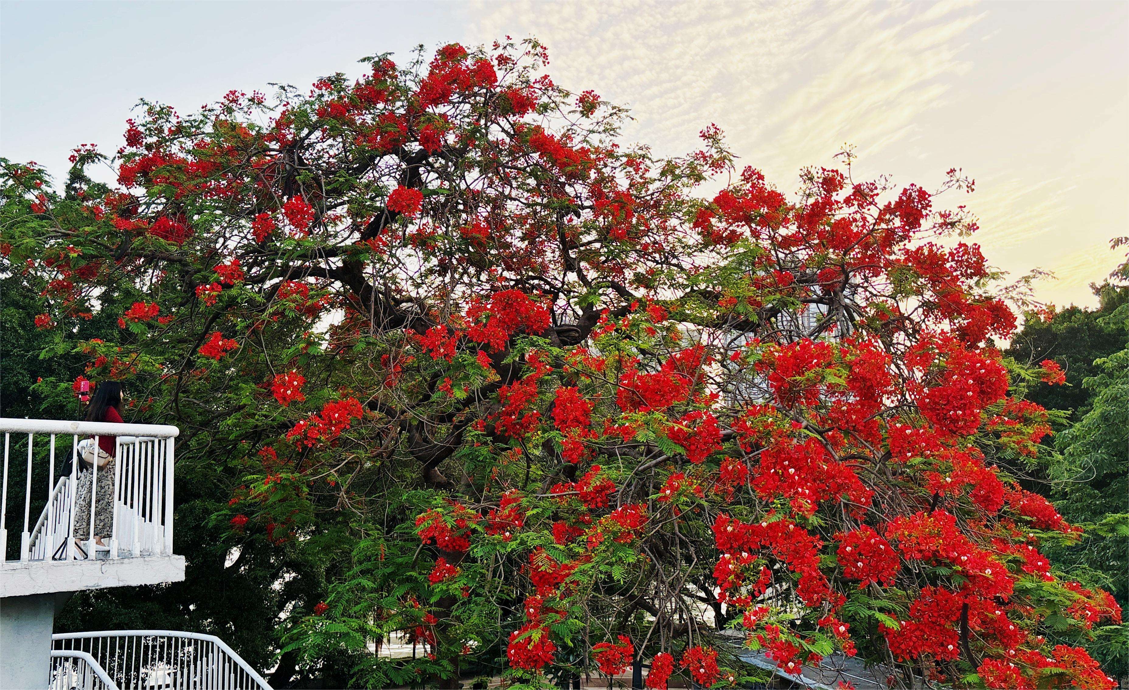 夕陽(yáng)余暉下的鳳凰花吸引游客駐足。何善福攝